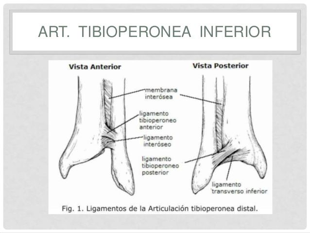 ARTICULACIÓN PERONEOTIBIALES INFERIOR