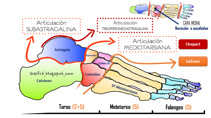ARTICULACIÓN DEL PIE