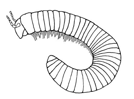ARTHROPODA