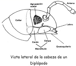 ARTHROPODA