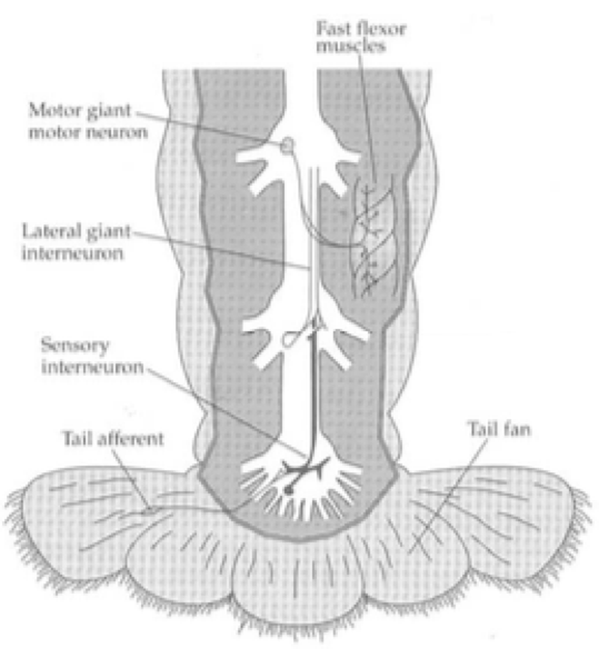 Describe the pathway for the tail flip circuitry