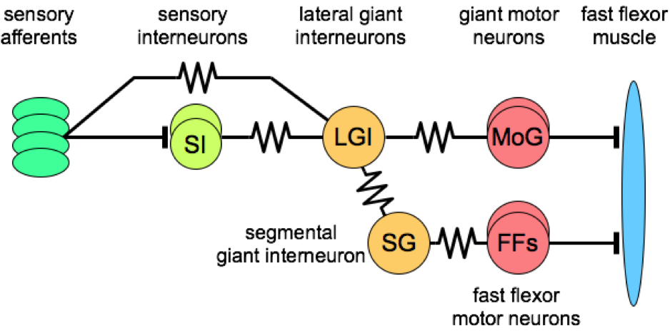 [Diagram of tail flip circuitry]