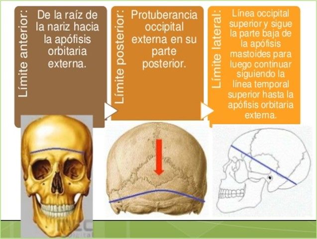 Regiones Superficiales de La Cabeza