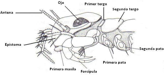 ARTHROPODA