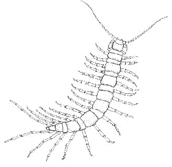 ARTHROPODA