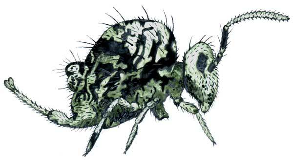 ARTHROPODA
