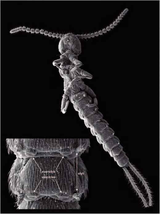 ARTHROPODA