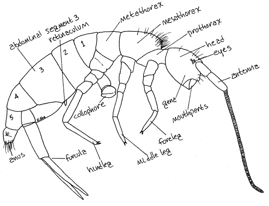 ARTHROPODA