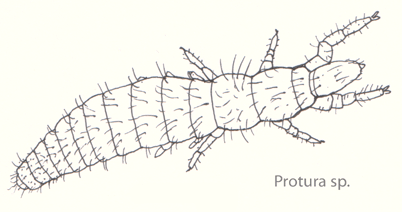ARTHROPODA