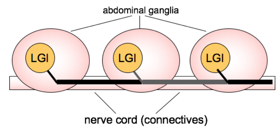 Describe the anatomical organisation of the lateral giant interneurons