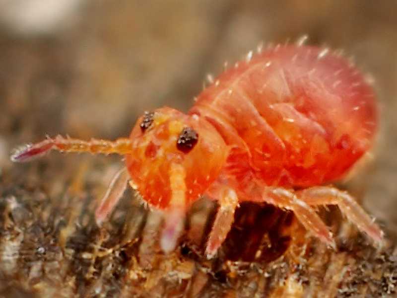 ARTHROPODA
