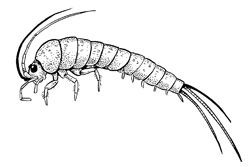 ARTHROPODA