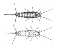 ARTHROPODA