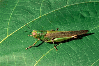 ARTHROPODA