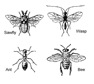 ARTHROPODA