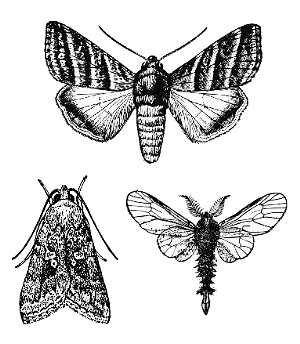 ARTHROPODA