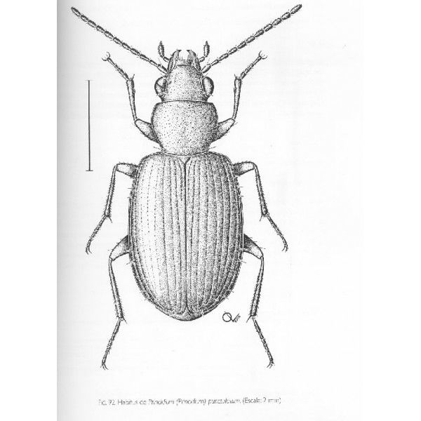 ARTHROPODA