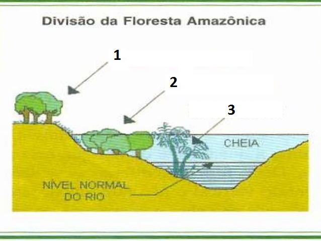 Vegetação amazônica indicada pelo número 1 na figura.