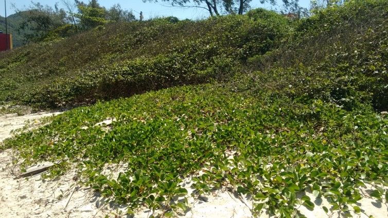 Vegetação litorânea que fixa-se às dunas das prais.