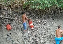Vegetação litorânea de água marinha, quente, com poucas ondas