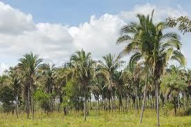 Vegetação complexa de transição entre o clima semiárido e o equatorial da Amazônia.