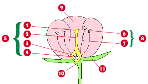 reproduction