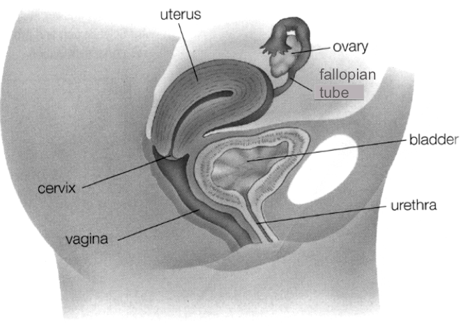 label tis diagram