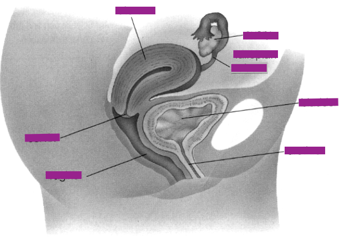 label tis diagram
