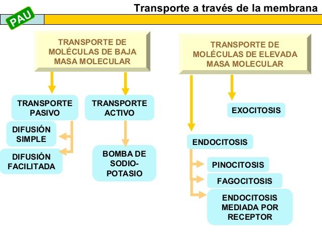 Las células requieren nutrientes del exterior y deben eliminar sustancias de desecho procedentes del metabolismo para mantener su medio i...