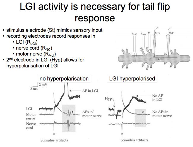 • This experiment proves that LGI activity is necessary for the tail flip response • After electrically stimulating the sensory neuron (m...