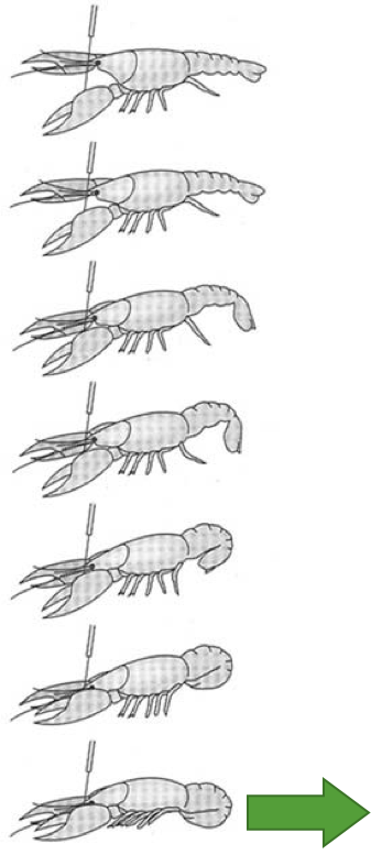 Describe crayfish escape behaviour in response to a head touch. What interneuron is involved in this escape response?