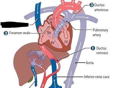 Superior vena cava