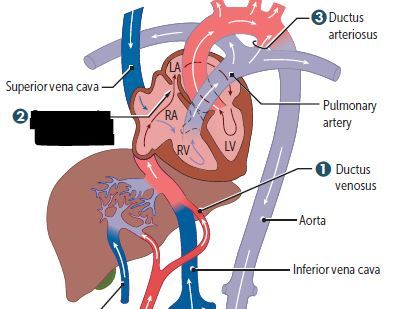 Foramen ovale