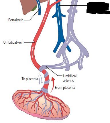 Inferior vena cava