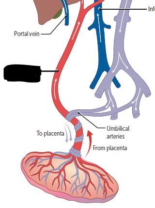 Umbilical vein