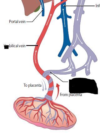 Umbilical arteries