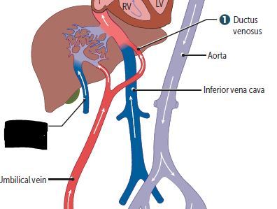 Portal vein