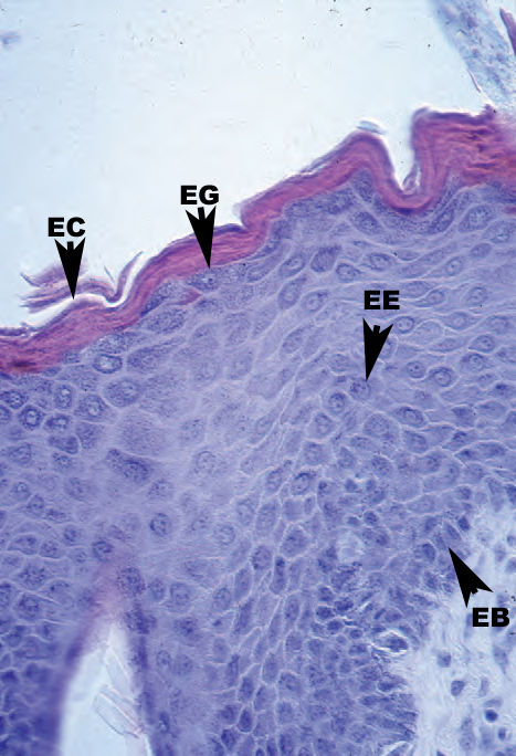 Epidermis