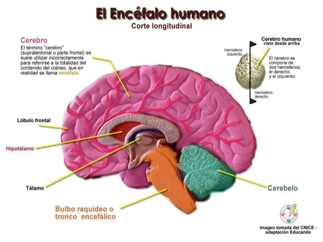 Encéfalo Etimología:Del lat. cient. encephalos (Sus. M) Definición: Conjunto de órganos que forman parte del sistema nervioso de los vert...