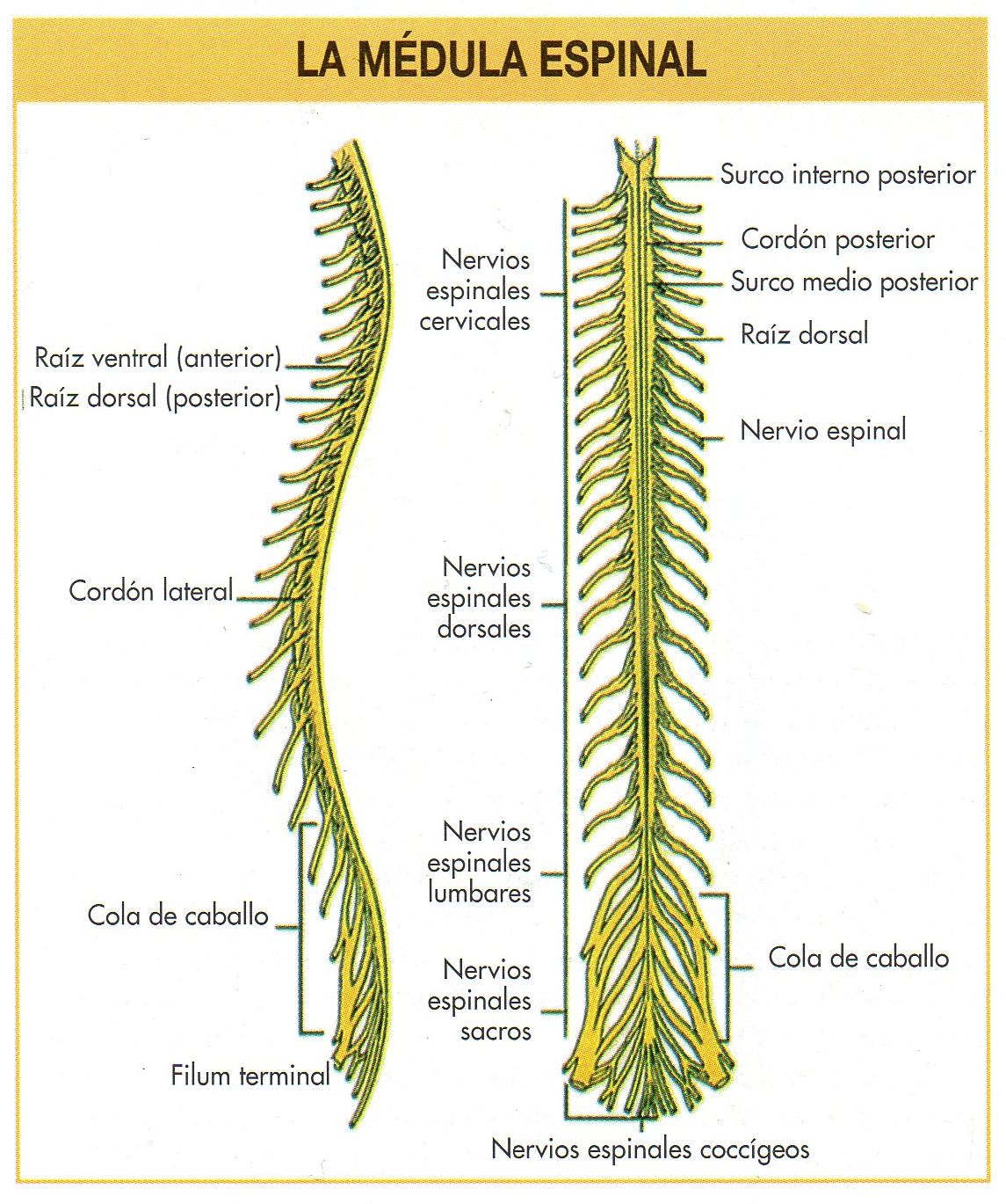 Médula Espinal Etimología: medulla spinalis (Sus.F) Definición: Columna de tejido nervioso que se extiende hacia abajo desde la base del ...