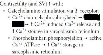 Increased Ca2+ entry
