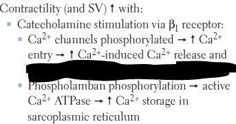 Increased Ca2+ storage in sarcoplasmic reticulum