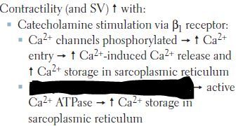 Phospholamban phosphorylation