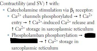 active Ca2+ ATPase