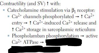 Increased Ca2+ storage in sarcoplasmic reticulum