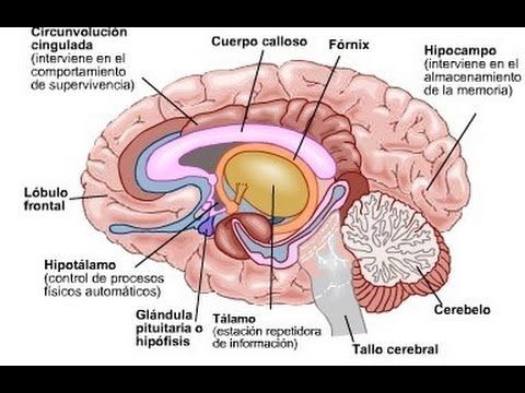 EL CEREBRO