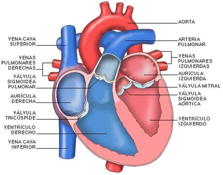EL CORAZÓN