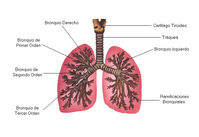 LOS PULMONES