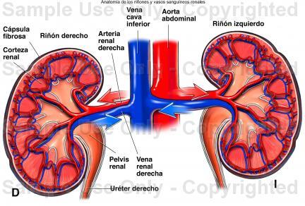 LOS RIÑONES