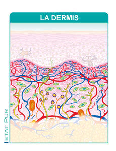 Dermis